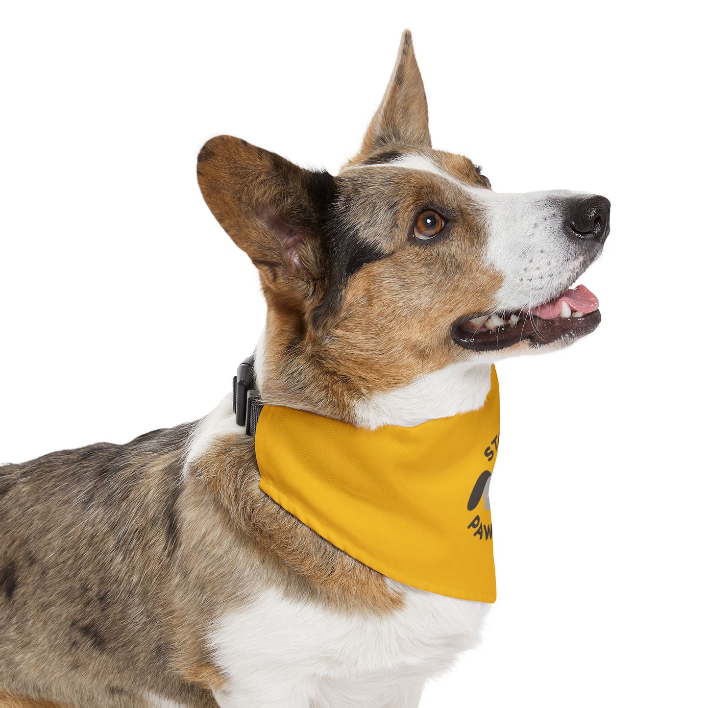 Stay Pawsitive Pet Bandana Collar